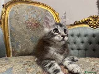 Maine Coon cats Maine Coon Kittens 🏆 20+ gen 🧬 Full Pedigree - Advert 14