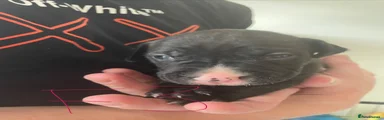 American Bull Staffy 8