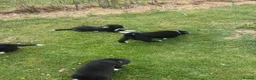 Border Collie dogs for sale: Border Collie Puppies  in Swansea - Advert 3