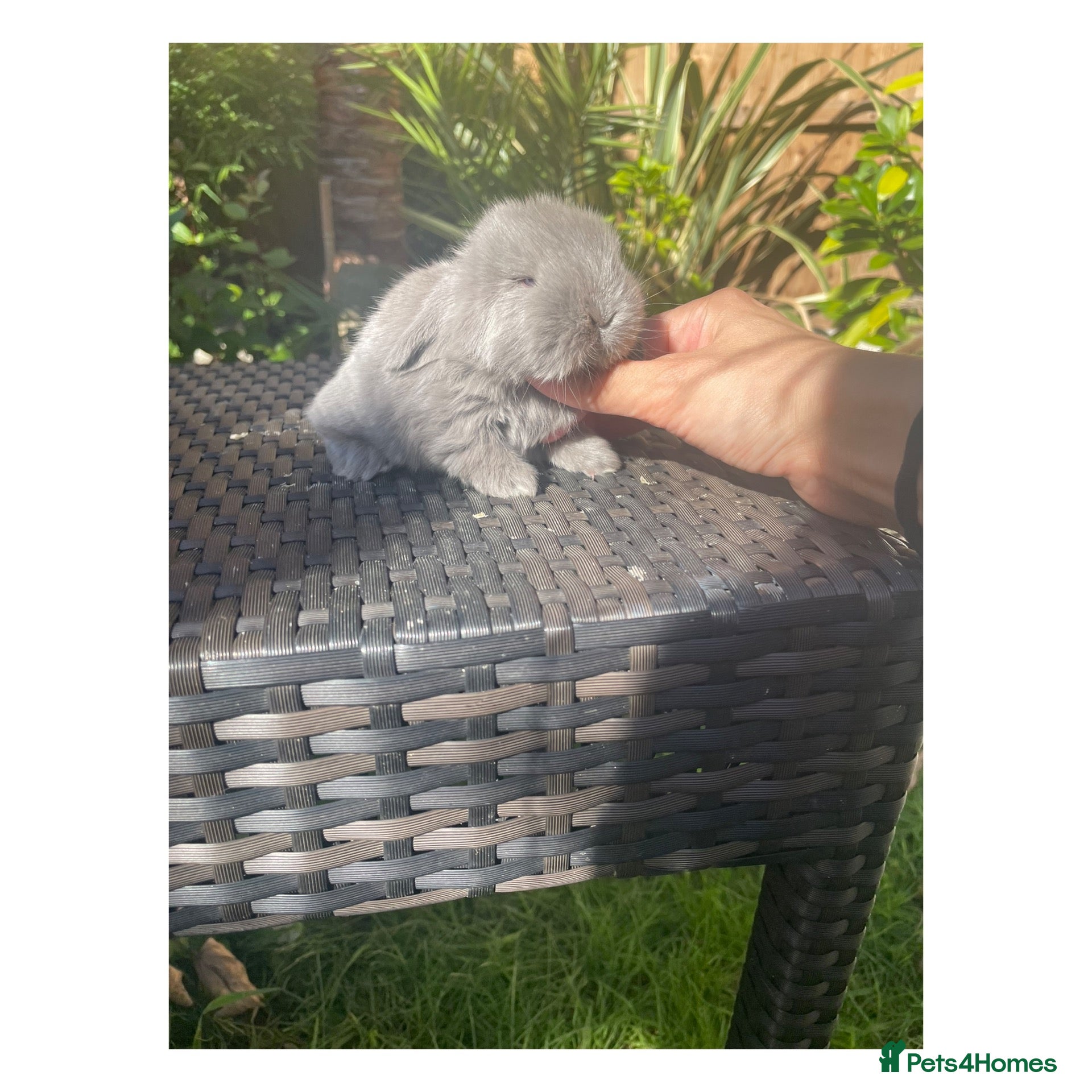 Mini Lop rabbits Beautiful mini lops  - Advert 2