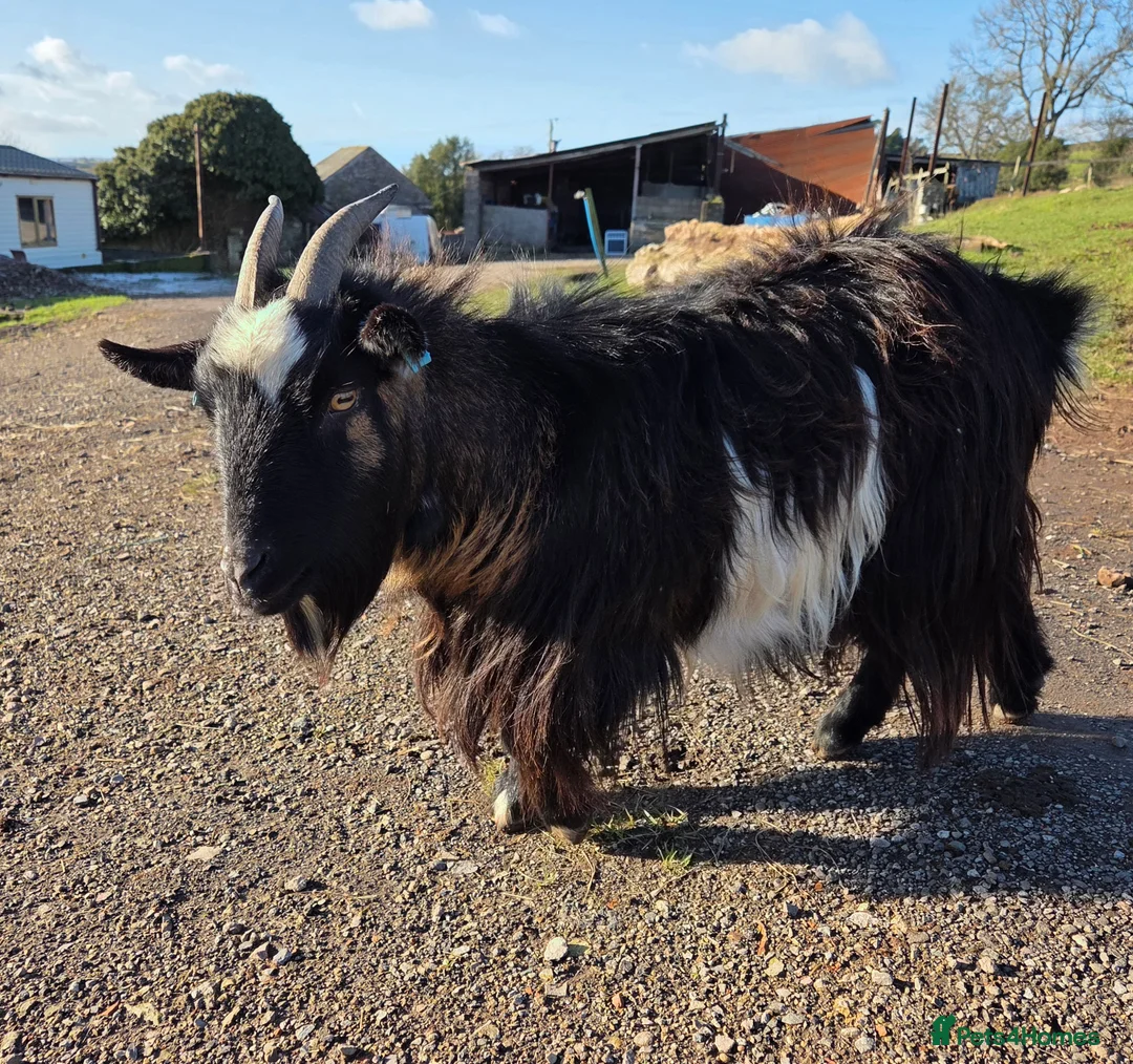 Goats livestock for sale: Pygmy Nanny - Advert 1