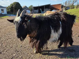 Goats livestock Pygmy Nanny - Advert 9