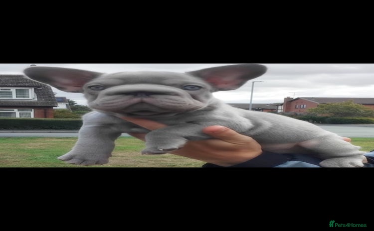 French Bulldog dogs - Advert 7