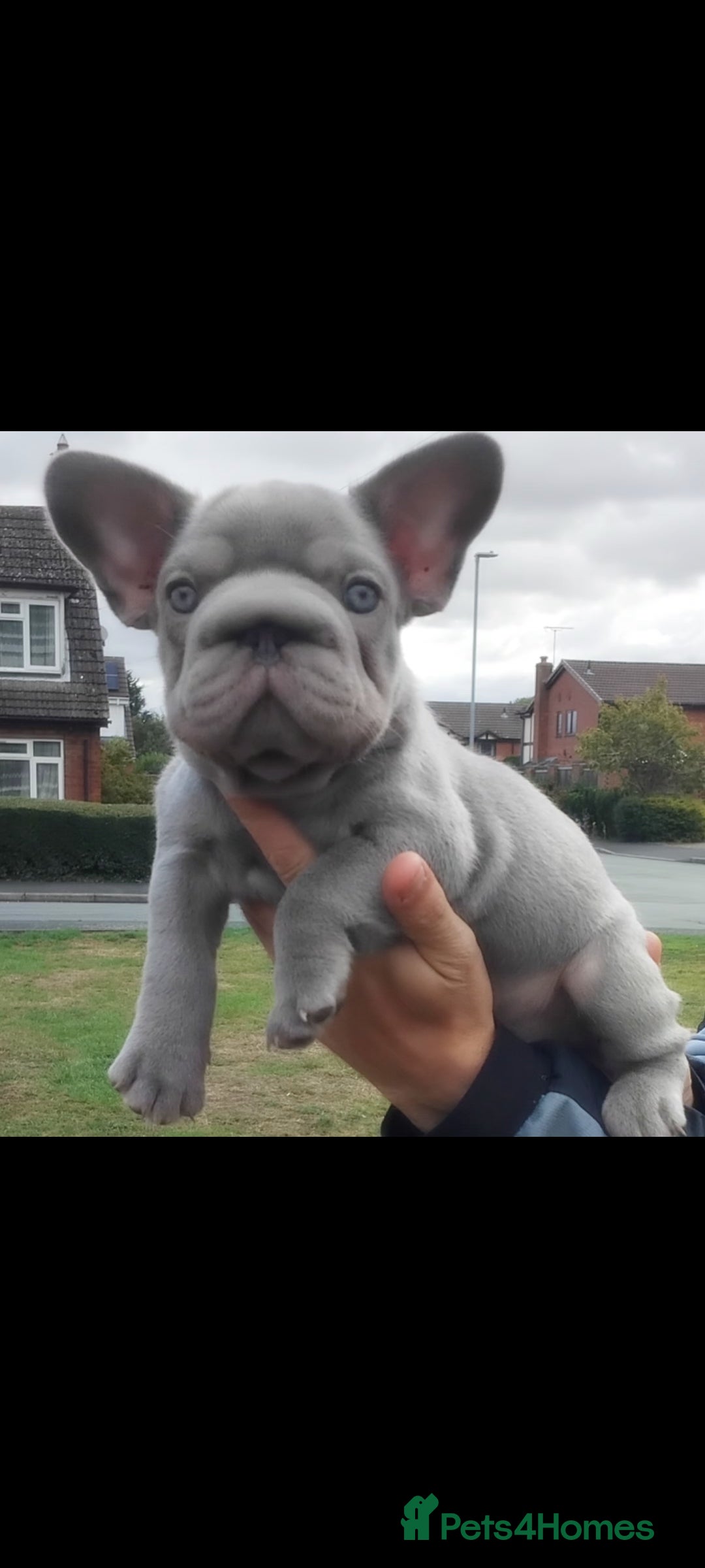 French Bulldog dogs for sale: LAST BIG ROPE LILAC MALE CARRYING FLUFFY - Image 1