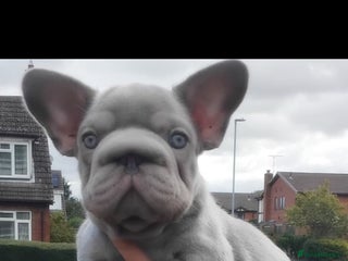 French Bulldog dogs - Advert 22