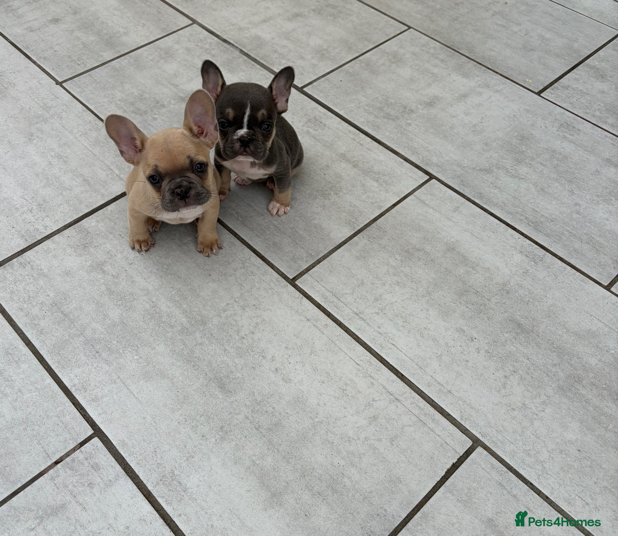 French Bulldog dogs French bulldog puppies 🐶 Ready now  - Advert 6