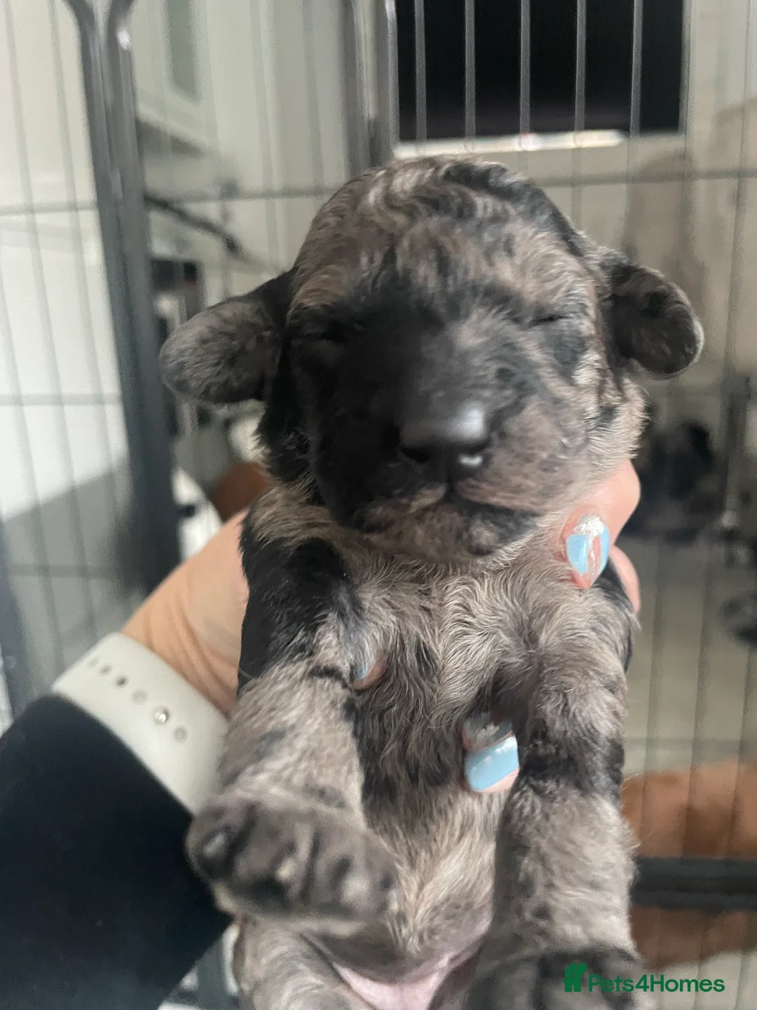 Miniature Poodle dogs for stud: Blue Merle Miniature Poodle (PROVEN) Health Tested in Sunderland - Advert 27