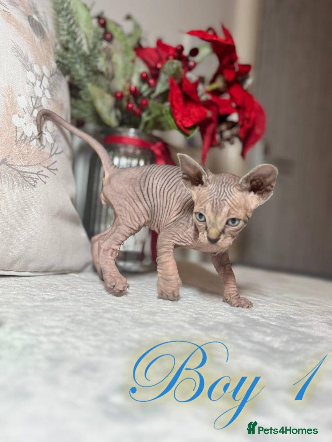 Sphynx cats for sale: Stunning Pedigree Sphynx Kittens - Advert 24