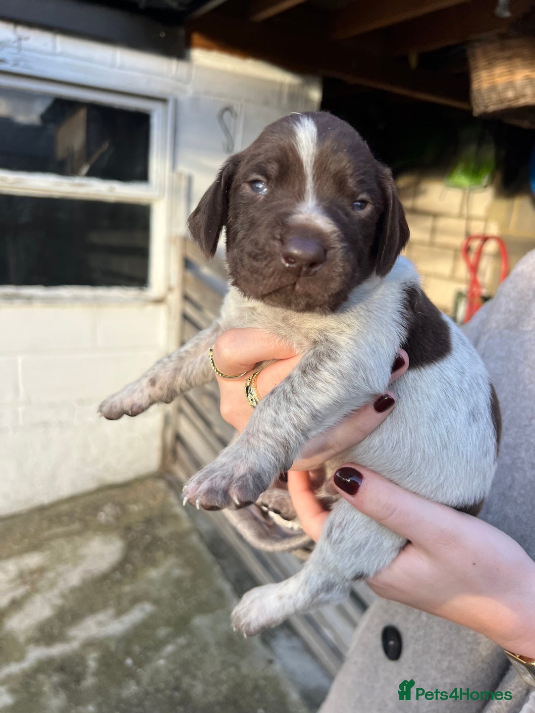 German Shorthaired Pointer dogs for sale: German Shorthaired Pointer Puppies–1 Boy, 1 Girl  - Advert 13