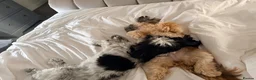 Mixed Breed dogs for sale: Shih tzu puppies - Advert 7