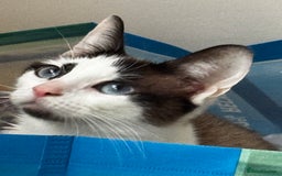 Siamese cats for sale: Siamese snowshoe female cat for sale - Advert 2