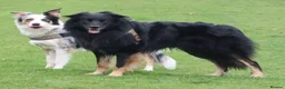 Border Collie dogs for sale: border collie puppy  - Advert 4