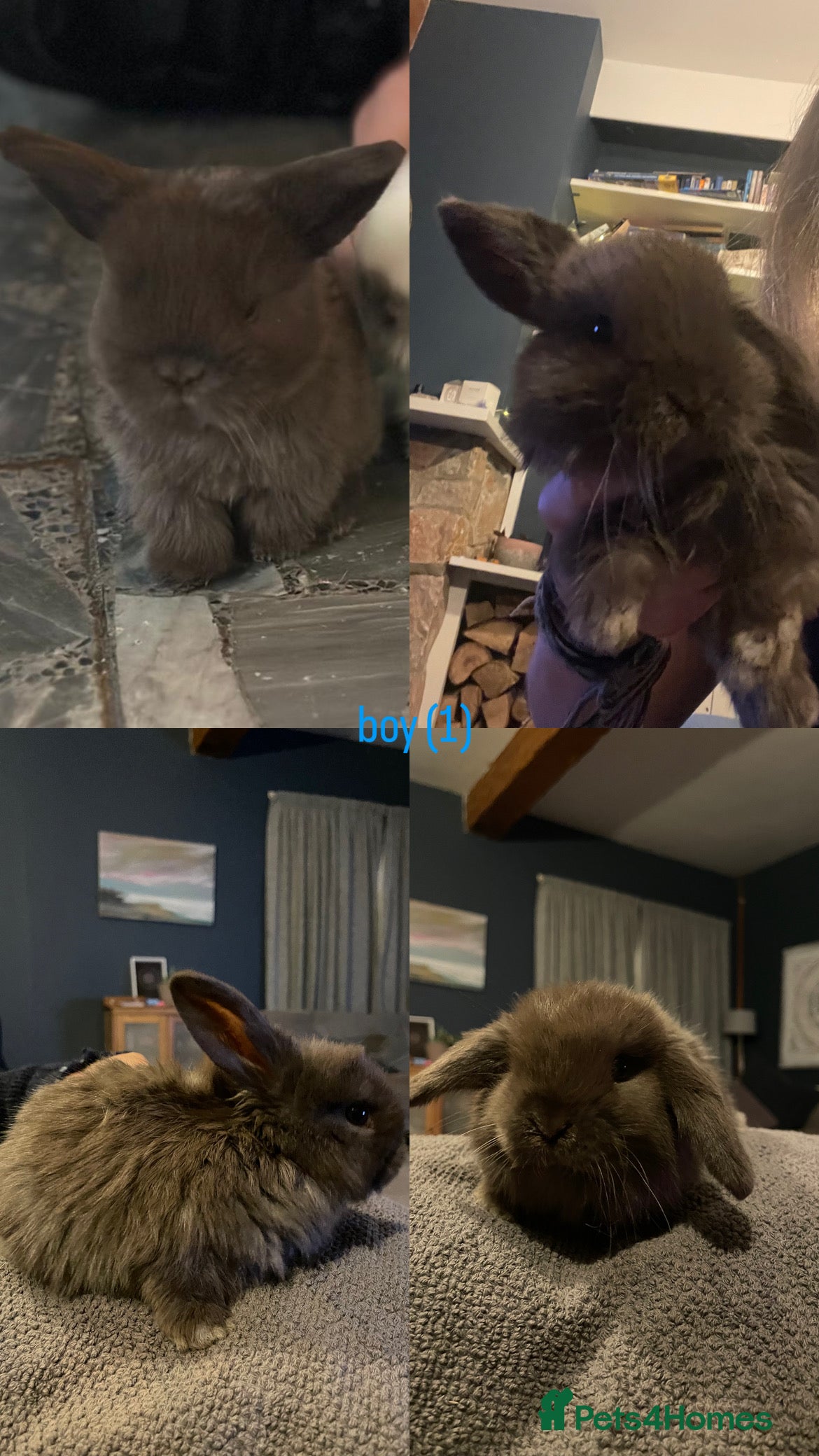 Mini Lop rabbits HAND-RAISED, FLUFFY AND FRIENDLY BUNNYS FOR SALE🥰 - Advert 13