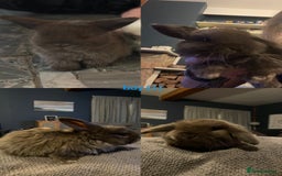 Mini Lop rabbits for sale: HAND-RAISED, FLUFFY AND FRIENDLY BUNNYS FOR SALE🥰 - Image 1