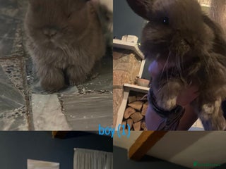 Mini Lop rabbits - Advert 25