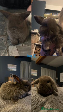 Mini Lop rabbits - Advert 1