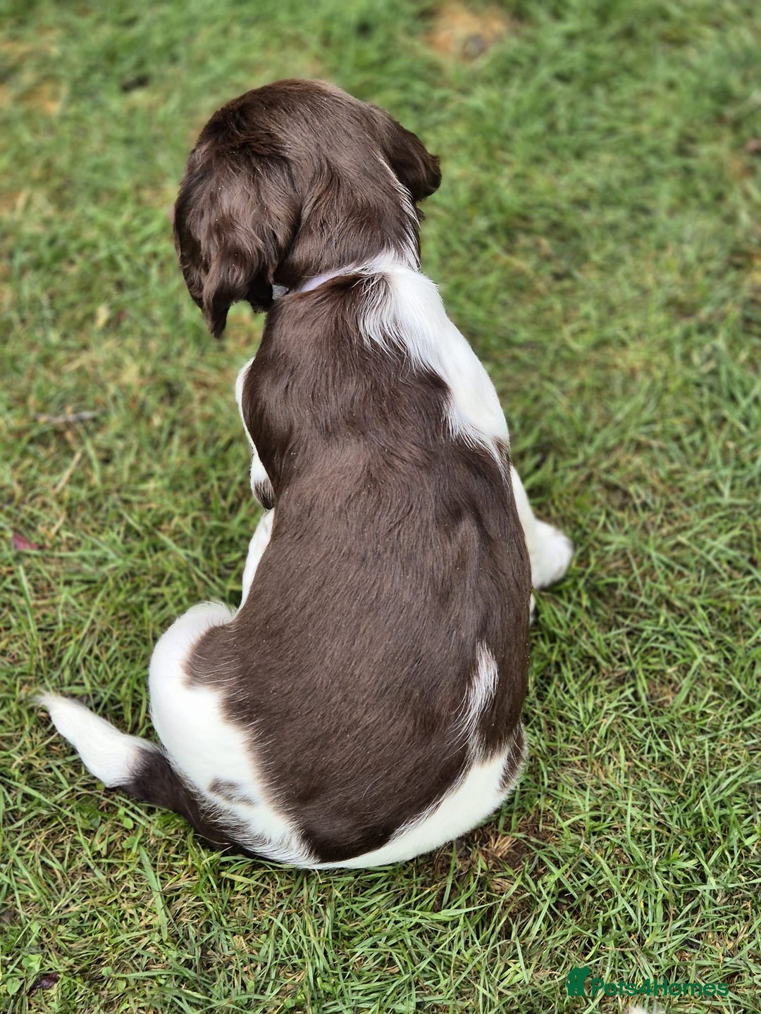 English Springer Spaniel dogs for sale: KC Reg. READY NOW. English Springer Spaniel 8 WKS - Image 22