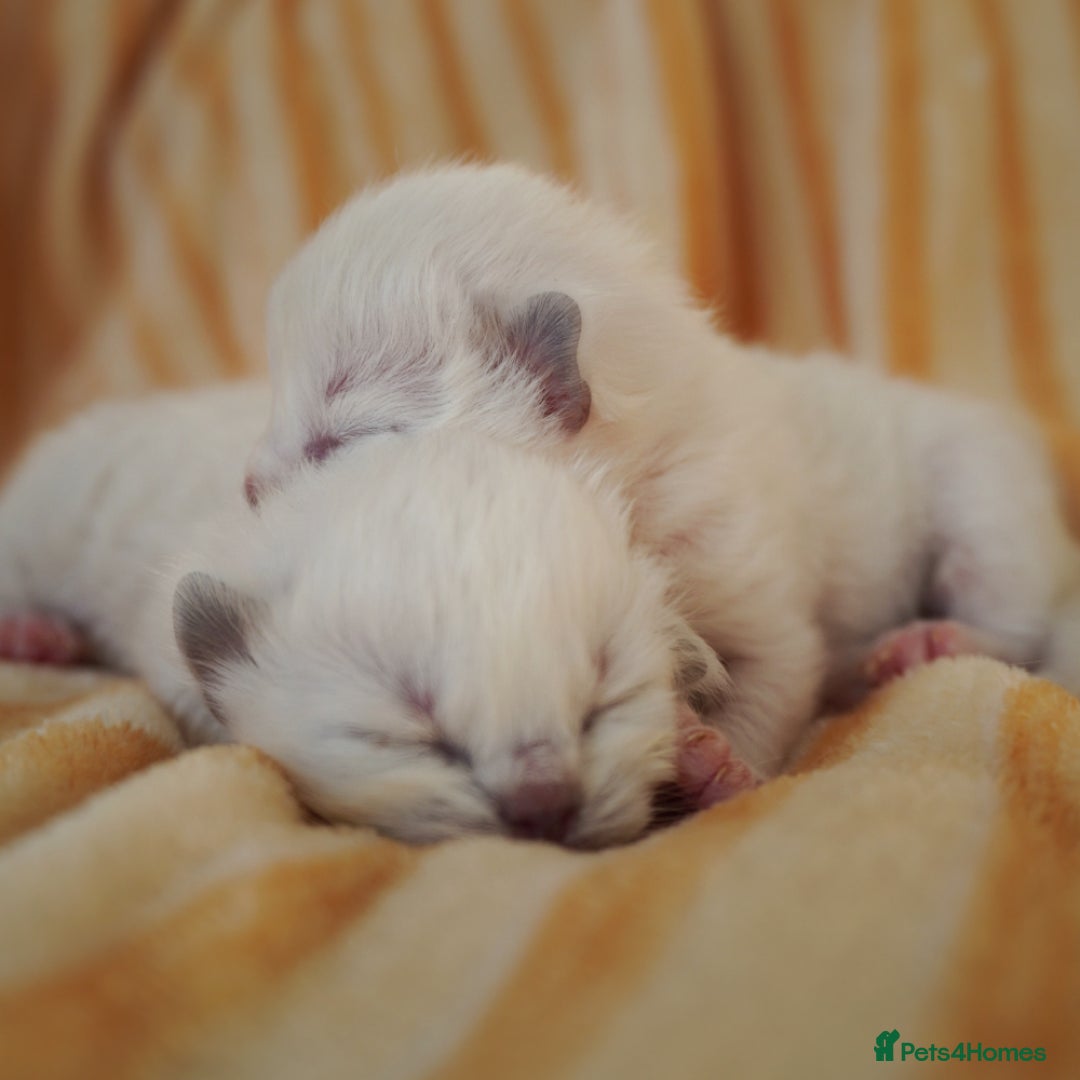 Ragdoll cats for sale: From Our Hearts to Yours – Ragdoll Kittens 💕 - Image 9