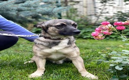 Mixed Breed dogs for adoption: 💙🐶 KAI 🐶💙 - Image 13
