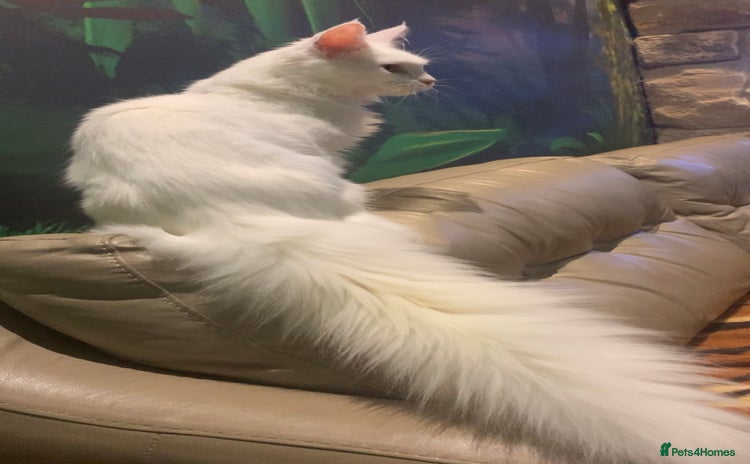 Maine Coon cats - Advert 11