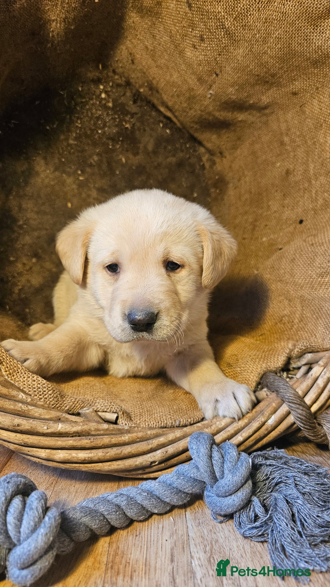 Labrador Retriever dogs for sale: Beautiful litter of KC registered Labrador Puppies - Advert 9