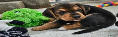 Black and Tan Male