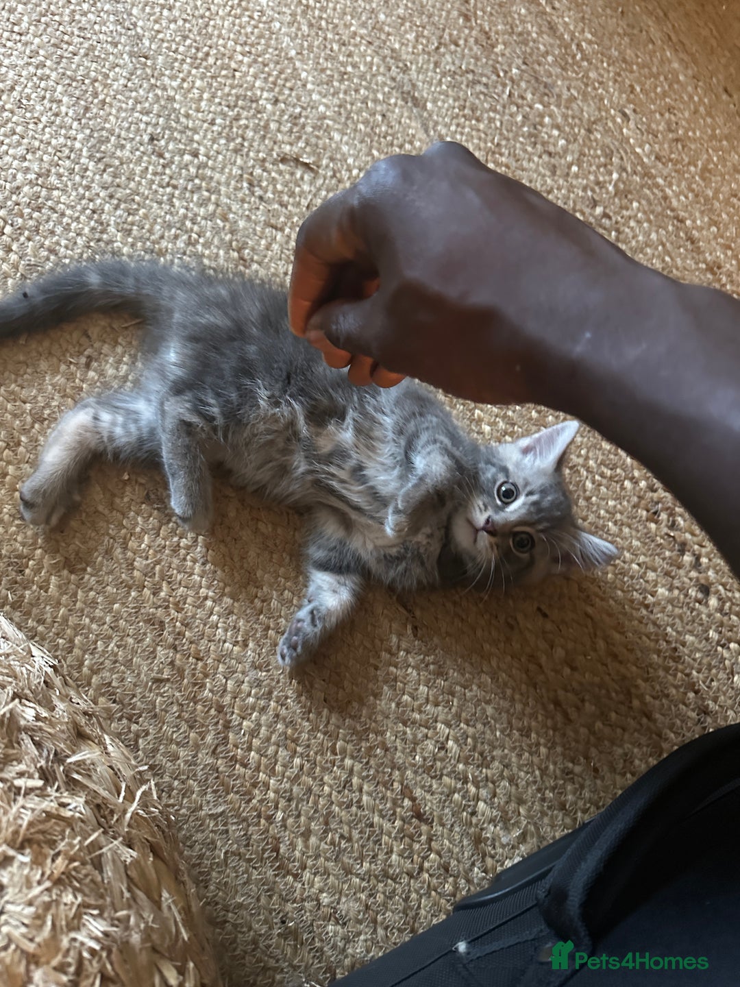 Mixed Breed cats for sale: Beautiful Half Maincoon/NorwegianFC X Russian Blue - Image 5