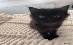 Domestic Shorthair cats for sale: kittens - Image 14