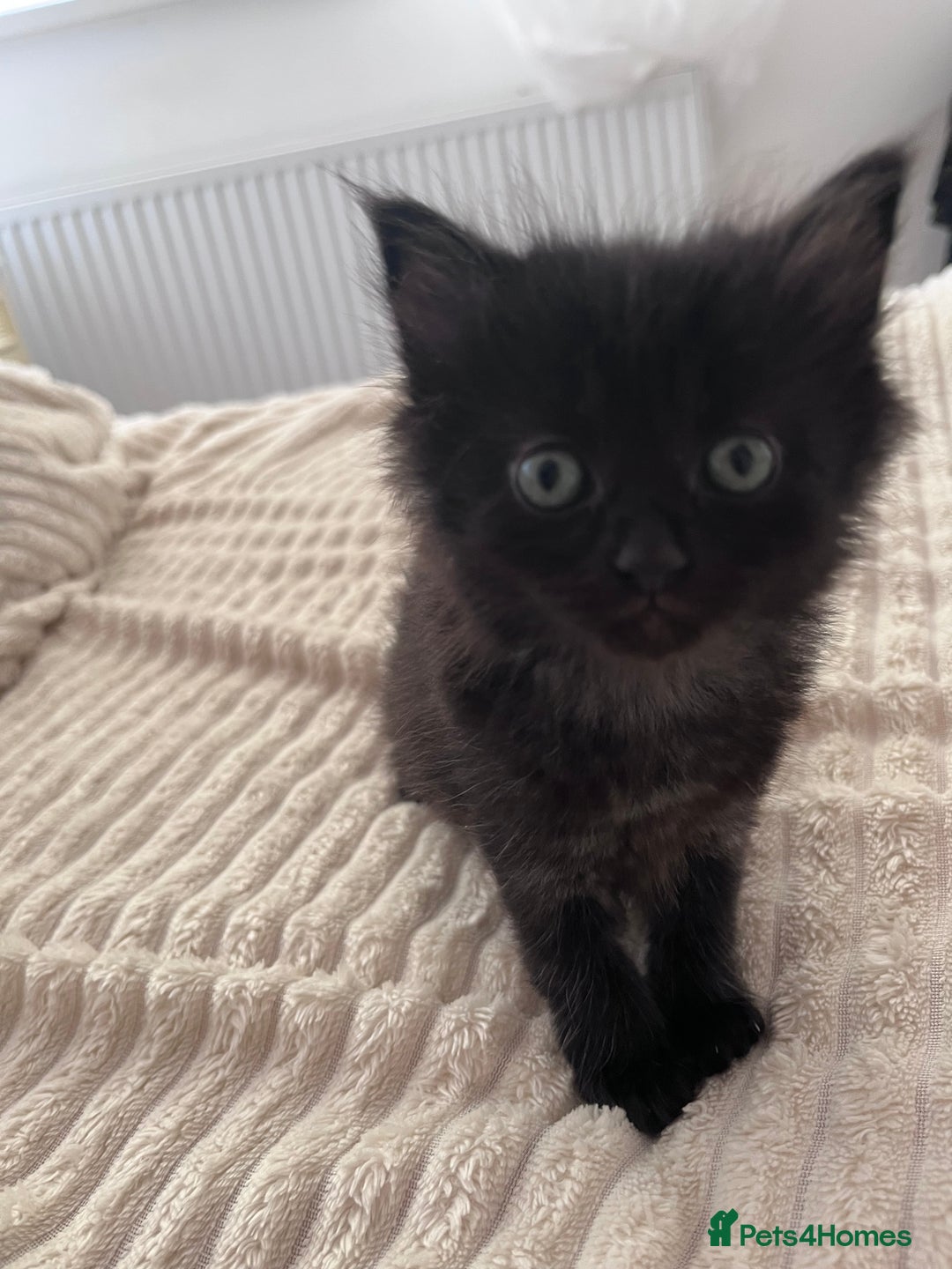Domestic Shorthair cats for sale: kittens - Image 14