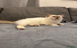 Birman cats for sale: Lilac point Birman female for sale  - Image 2
