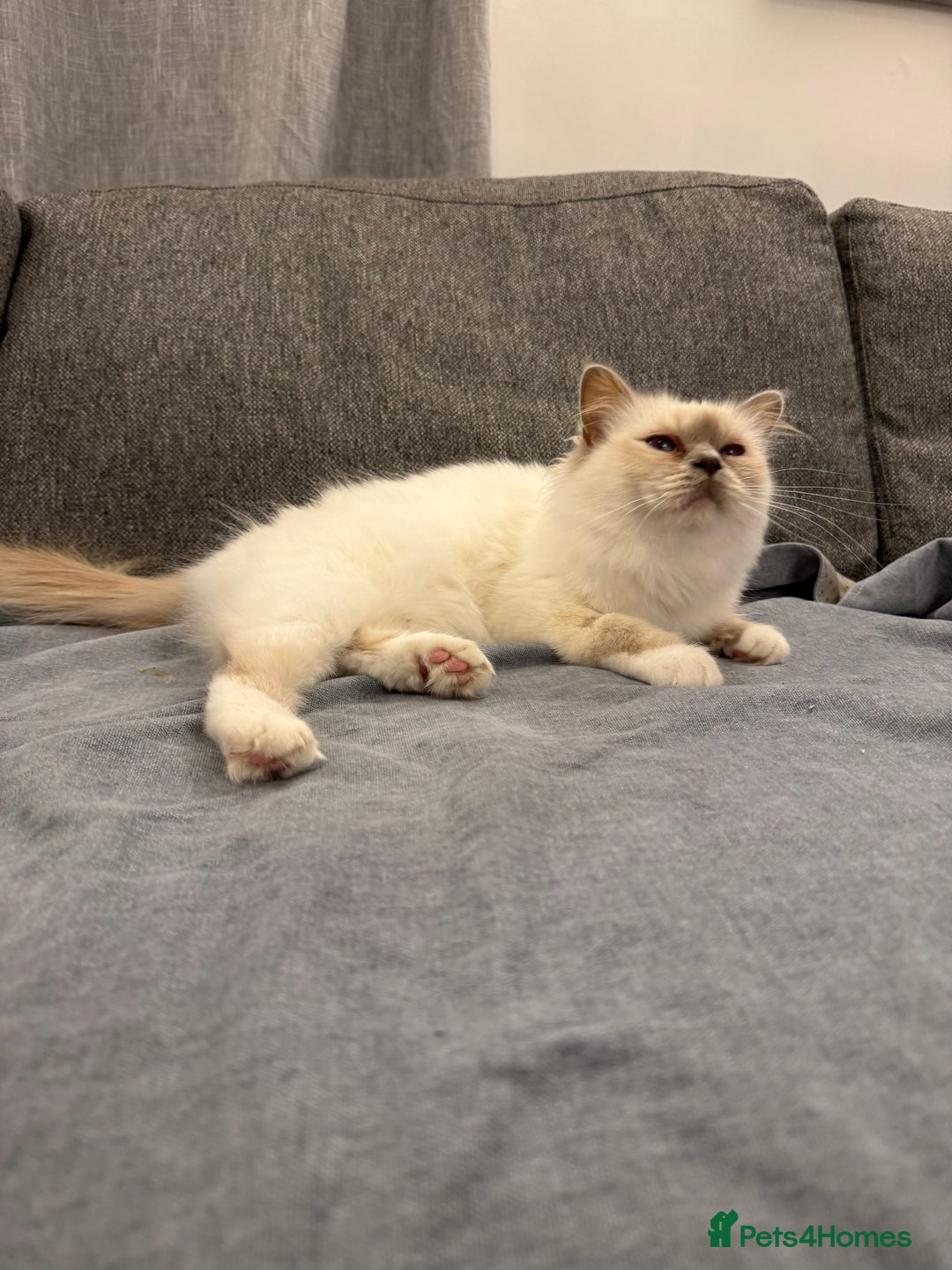 Birman cats for sale: Lilac point Birman female for sale  - Image 2
