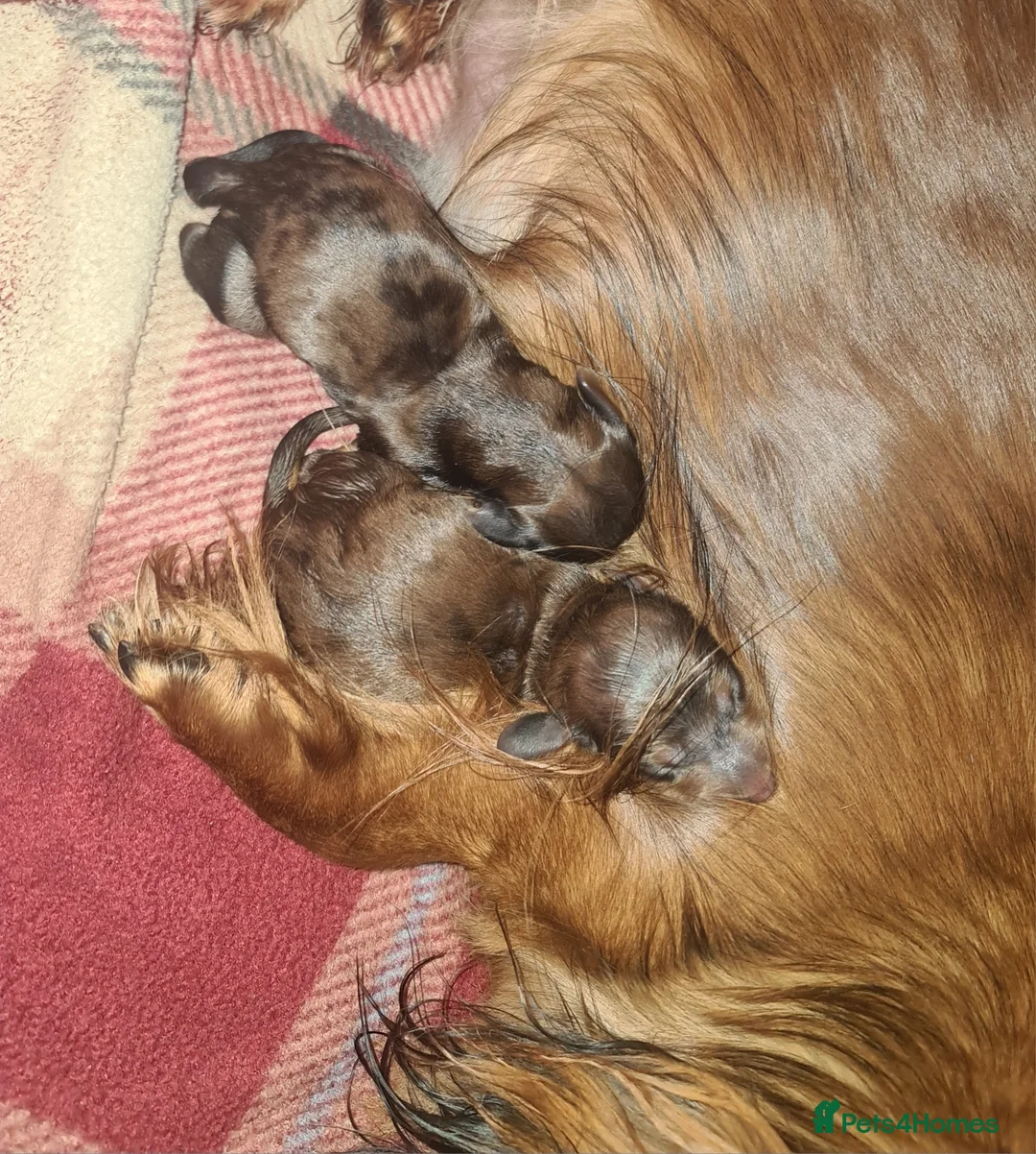 Miniature Dachshund dogs for sale: 6 beautiful long-haired dachshund pupps - Advert 12