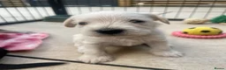 Miniature Schnauzer dogs for sale: KC Pedigree Miniature Schnauzer Pups *READY TO GO* - Advert 17