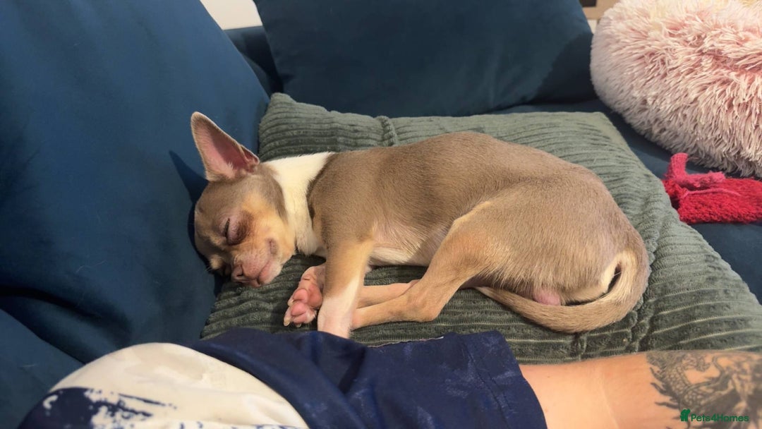 Chihuahua dogs for sale: Chihuahua puppies for sale - Advert 11