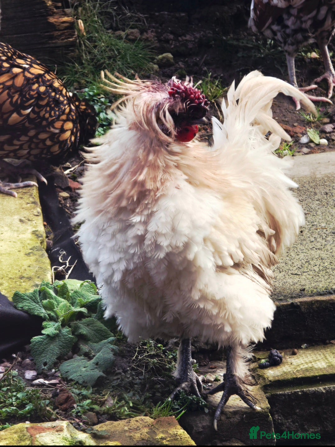 Chickens poultry for sale: Days old chicks available  - Advert 8