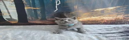 British Shorthair cats for sale: British Shorthair Kittens  - Advert 24