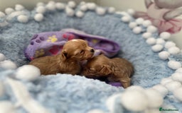 Maltipoo dogs for sale: 🧸🩷 Incredible Asian Maltipoo GIRLS 🩷🧸 - Image 6