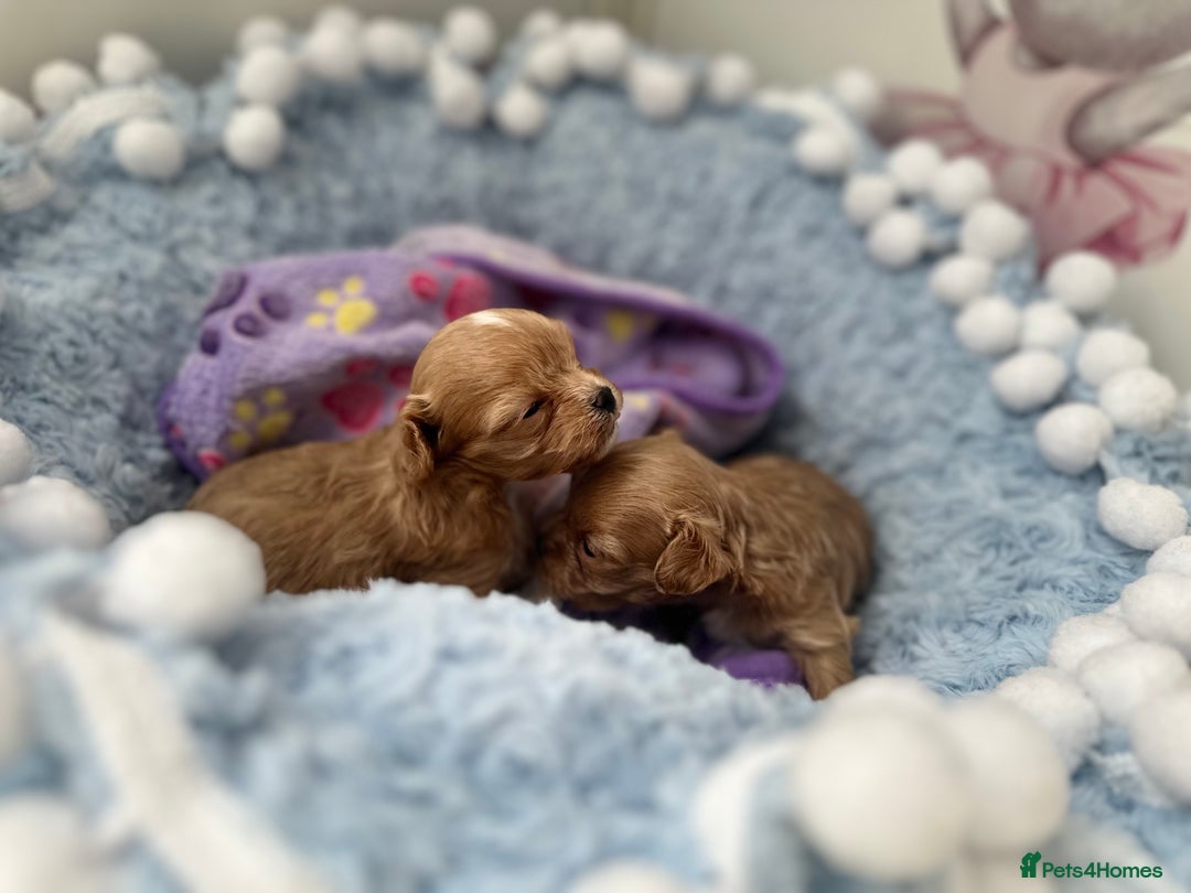 Maltipoo dogs for sale: 🧸🩷 Incredible Asian Maltipoo GIRLS 🩷🧸 - Image 6