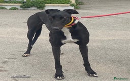 Greyhound dogs for adoption: Friendly Fredo wants a forever home - Image 2