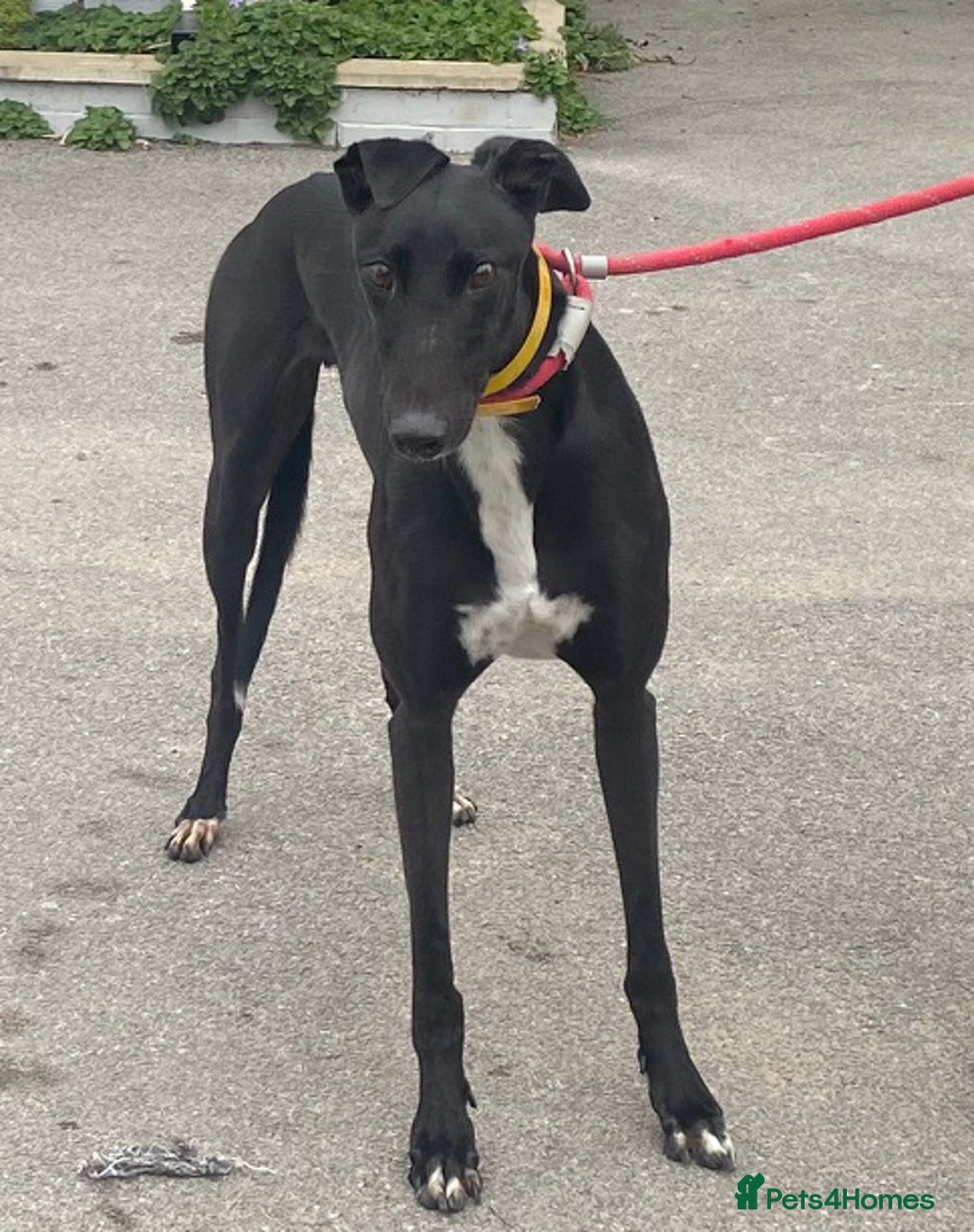 Greyhound dogs for adoption: Friendly Fredo wants a forever home - Image 2