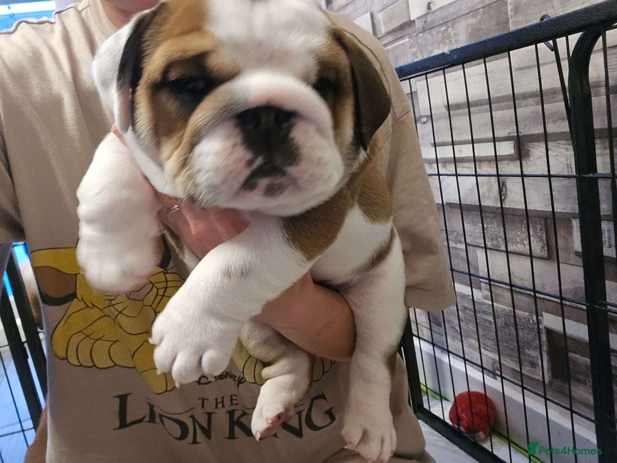 English Bulldog dogs 🐾 Beautiful KC Reg English Bulldog Puppies 🐶 - Advert 3