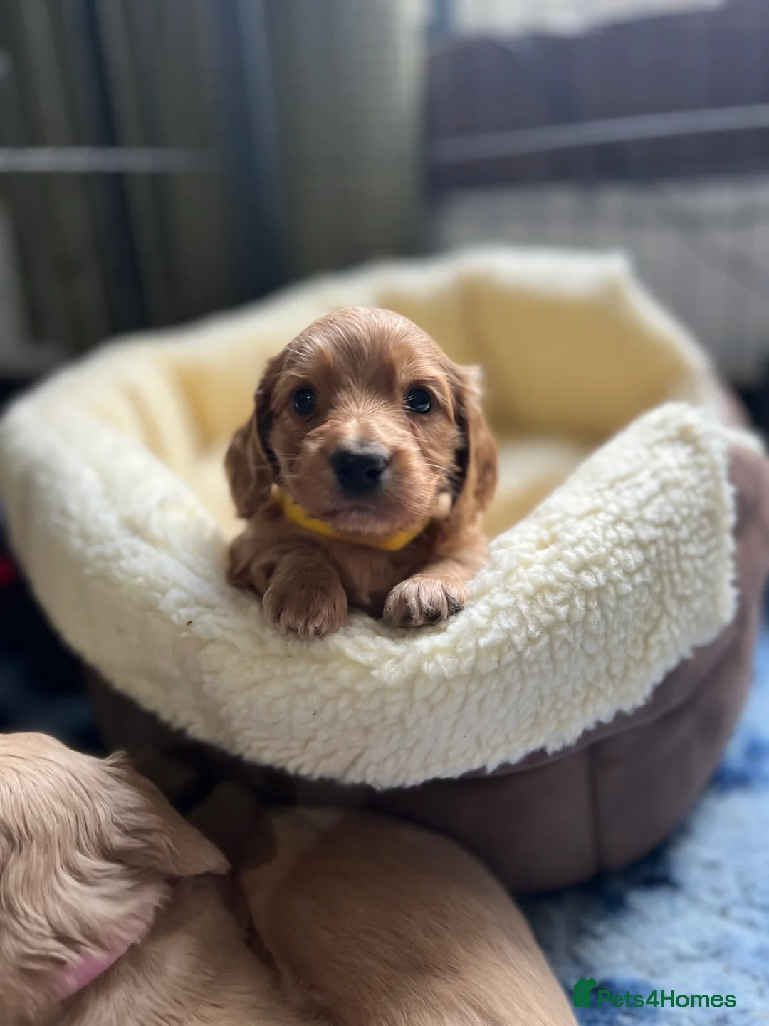 Dachshund dogs for stud: 🤍PROVEN MINIATURE KC CREAM LONG HAIRED DACHSHUND  in Llansantffraid - Advert 10