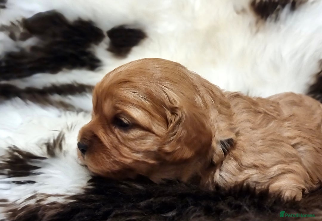 Cavapoo dogs for sale: 🎀 Beautiful F1 Cavapoo Puppies 🎀 - Image 5
