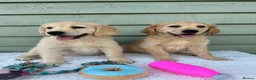 Golden Retriever dogs for sale: Golden Retriever Puppy - Advert 5