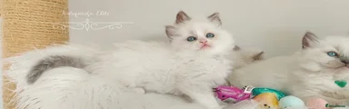 Ragdoll Kitten 5