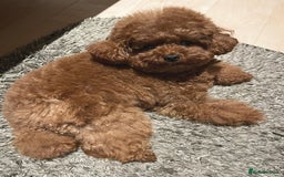 Toy Poodle dogs for sale: Toy Poodle Puppy for Rehome - Image 3