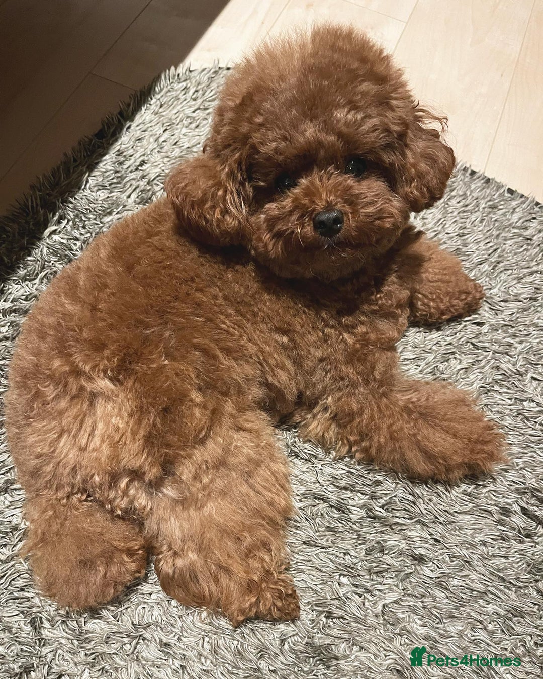 Toy Poodle dogs for sale: Toy Poodle Puppy for Rehome - Image 3