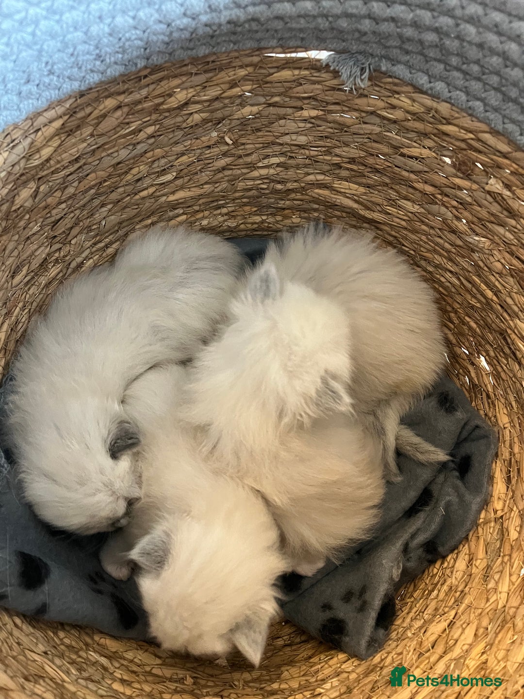 Ragdoll cats for sale: Stunning Bluepoint Ragdoll kittens!  - Image 9