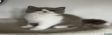 British Shorthair 1