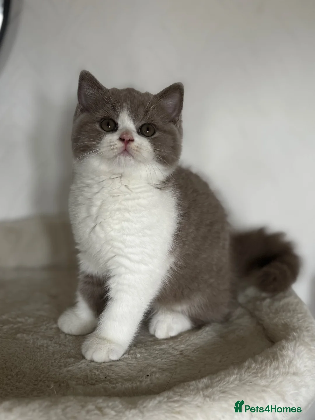 British Shorthair cats for sale: Lilac and white British shorthair kitten  - Advert 1